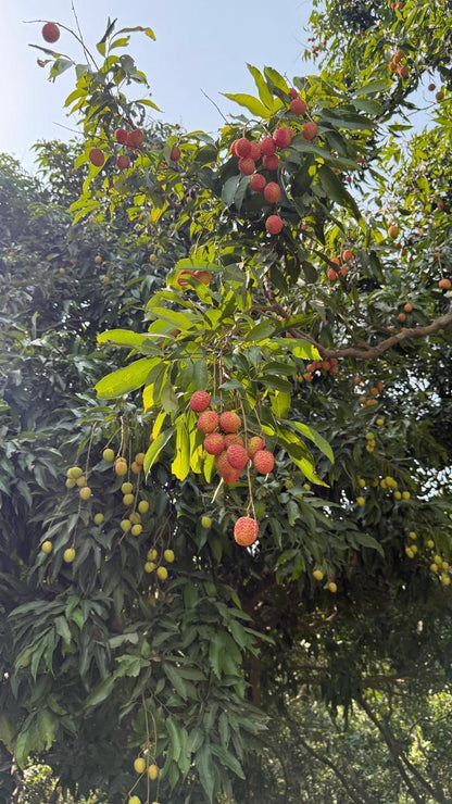 Litchi | Shahi Litchi  - Certified Organic - Muzaffarpur