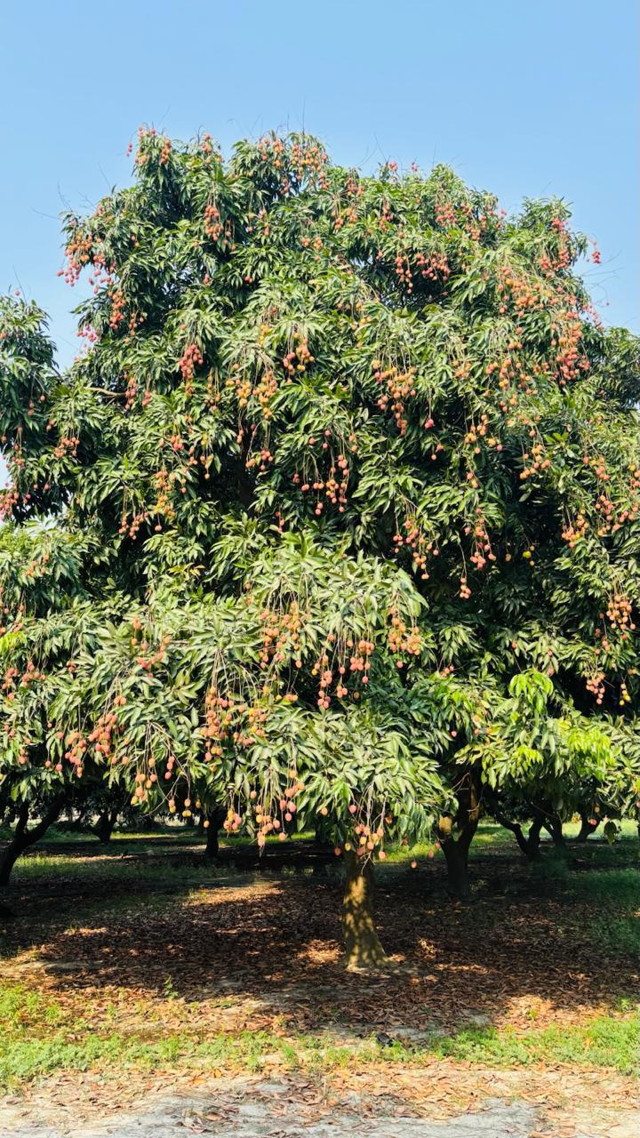 Litchi | Shahi Litchi  - Certified Organic - Muzaffarpur