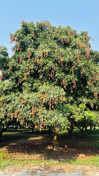 Litchi | Shahi Litchi  - Certified Organic - Muzaffarpur