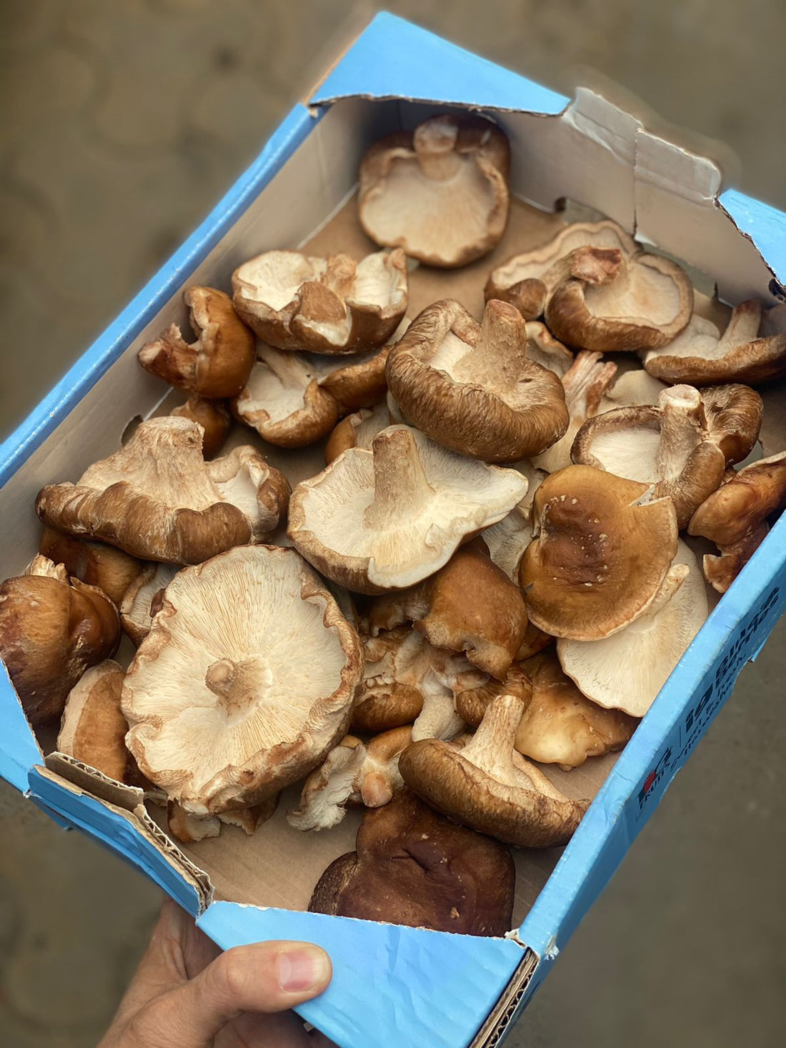 Shiitake Mushrooms