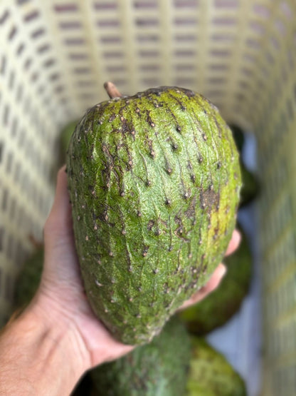 Soursop | Wild (Kerala)