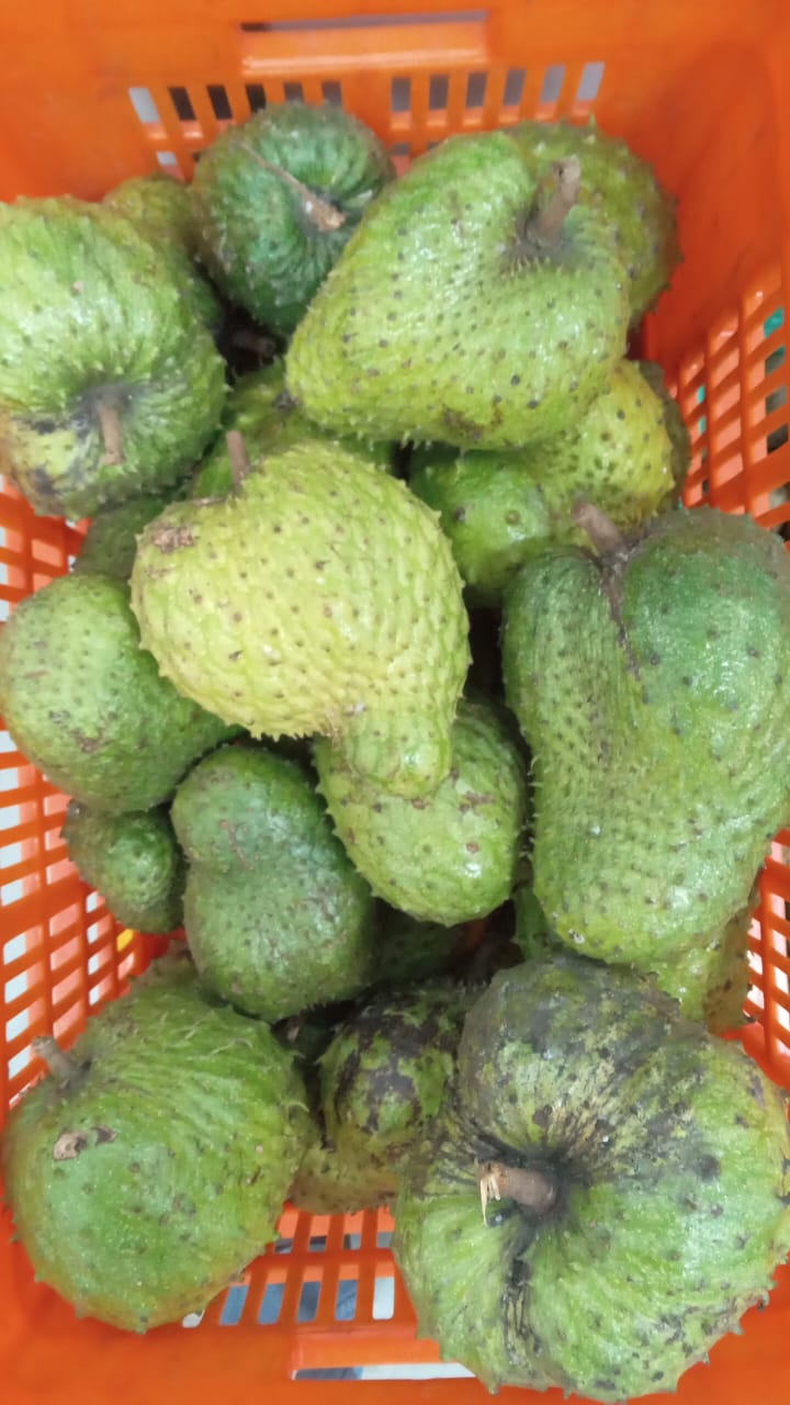 Soursop | Wild (Kerala)