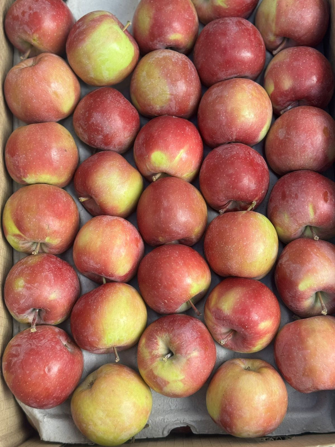 Apple | Spiti Red Apple - Certified Organic