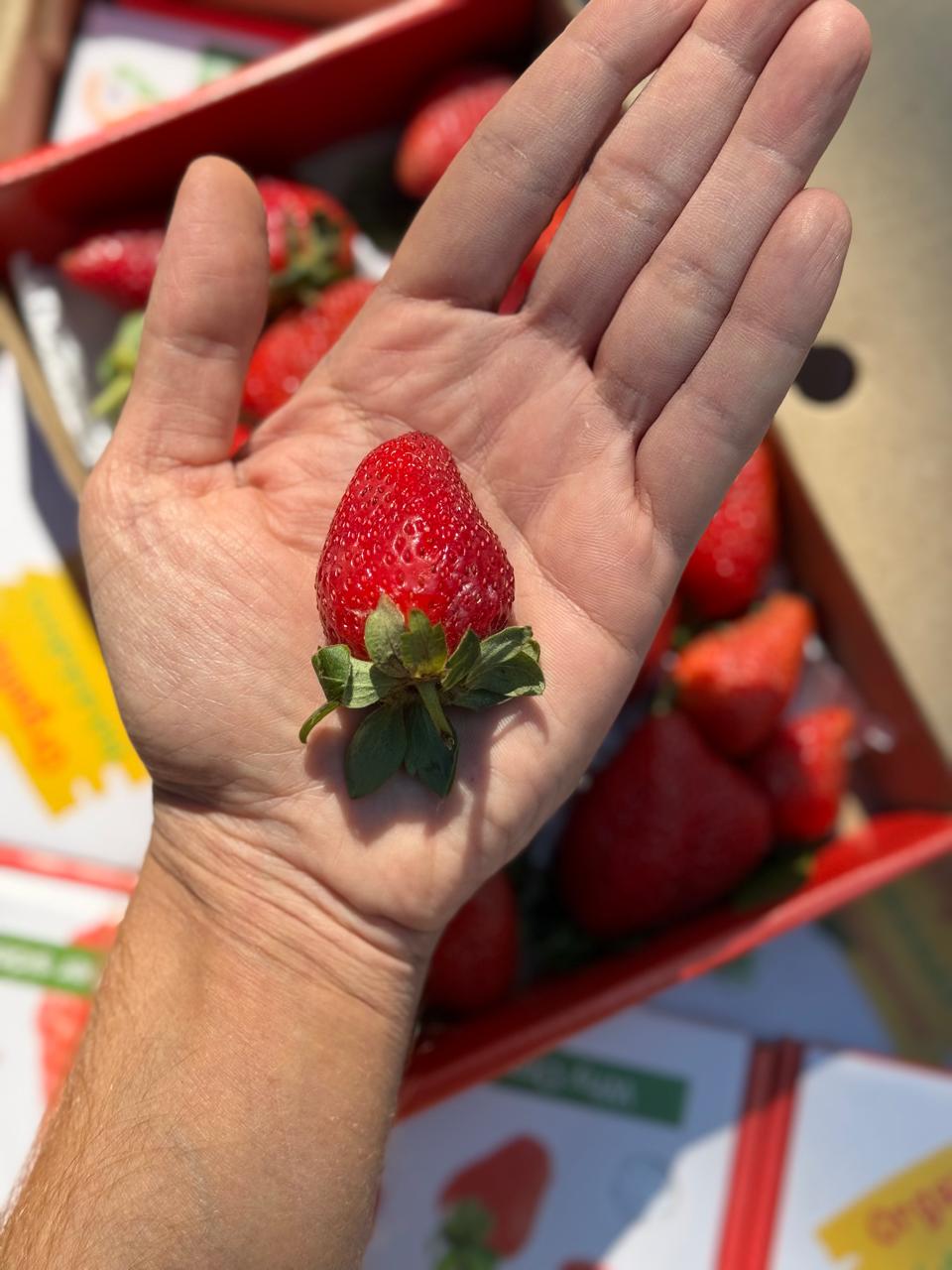 Strawberries - Mahabaleshwar - Certified Organic - 500gm