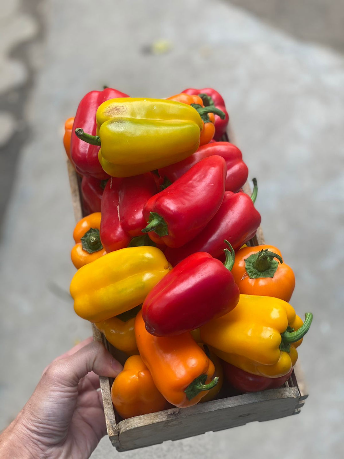 Sweet Peppers | Natural Farming - Pesticide Free (Narkanda)