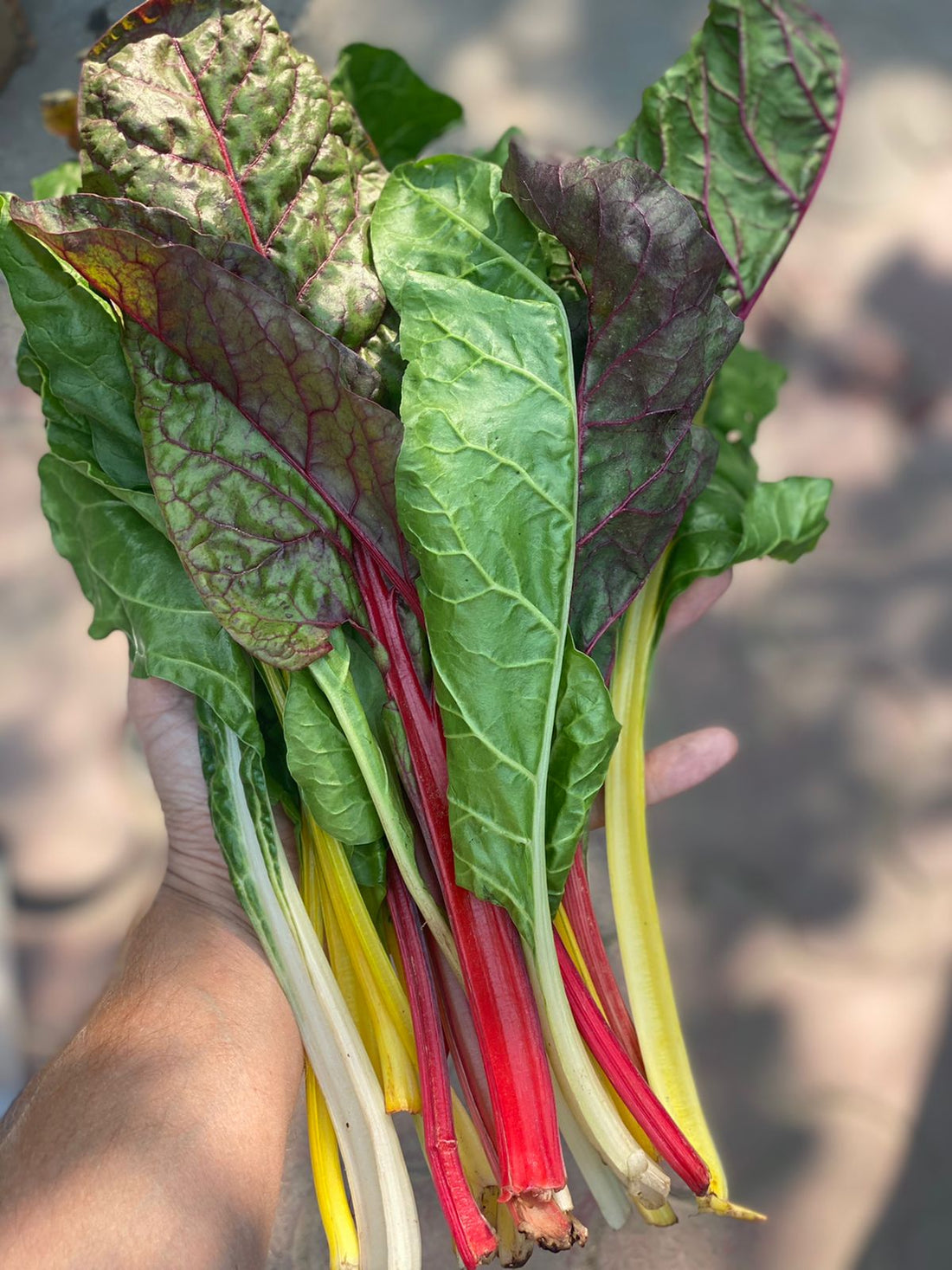 Swiss Chard Rainbow | (Himachal Pradesh) – Rich In Vitamin A &amp; Vitamin K – Organically Grown