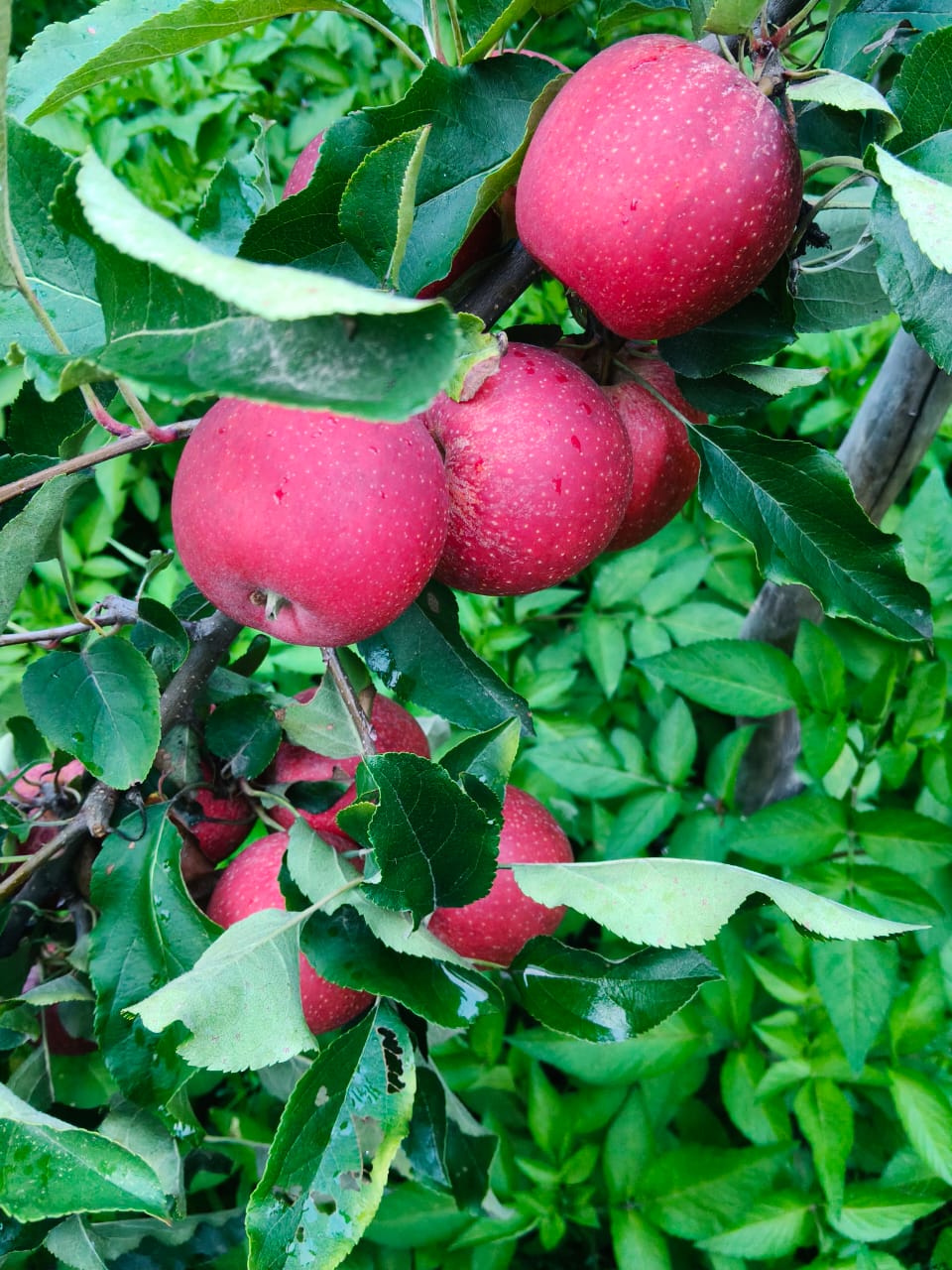 Kinnaur Apple | T-Rex Gala ( Kinnaur Gala ) Apple - Fresh, Crisp &amp; Sweet Mountain Apples - Shong, Sangla, Kinnaur - Cetified Organic