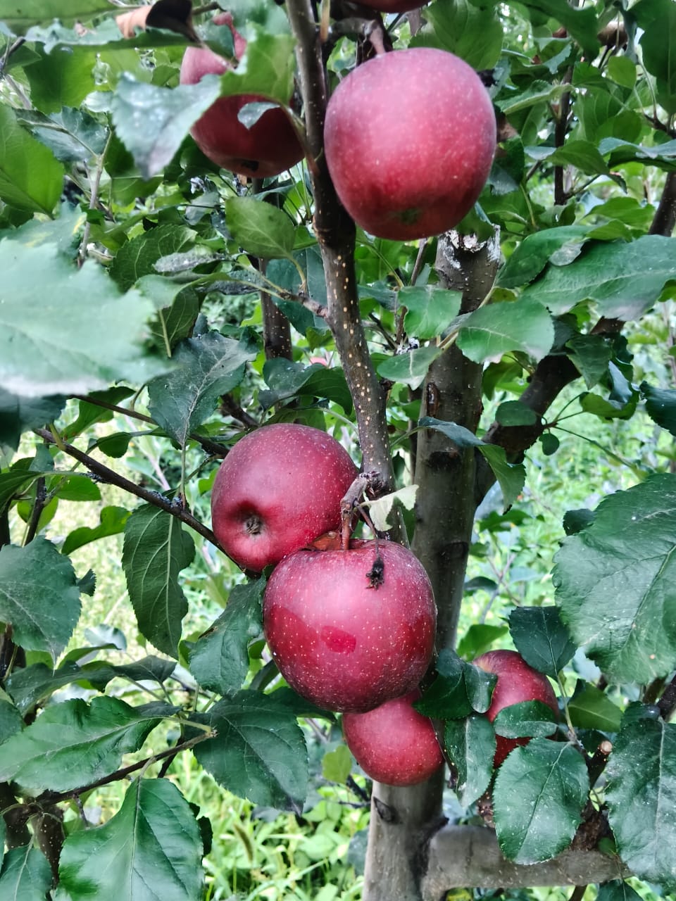 Kinnaur Apple | T-Rex Gala ( Kinnaur Gala ) Apple - Fresh, Crisp &amp; Sweet Mountain Apples - Shong, Sangla, Kinnaur - Cetified Organic