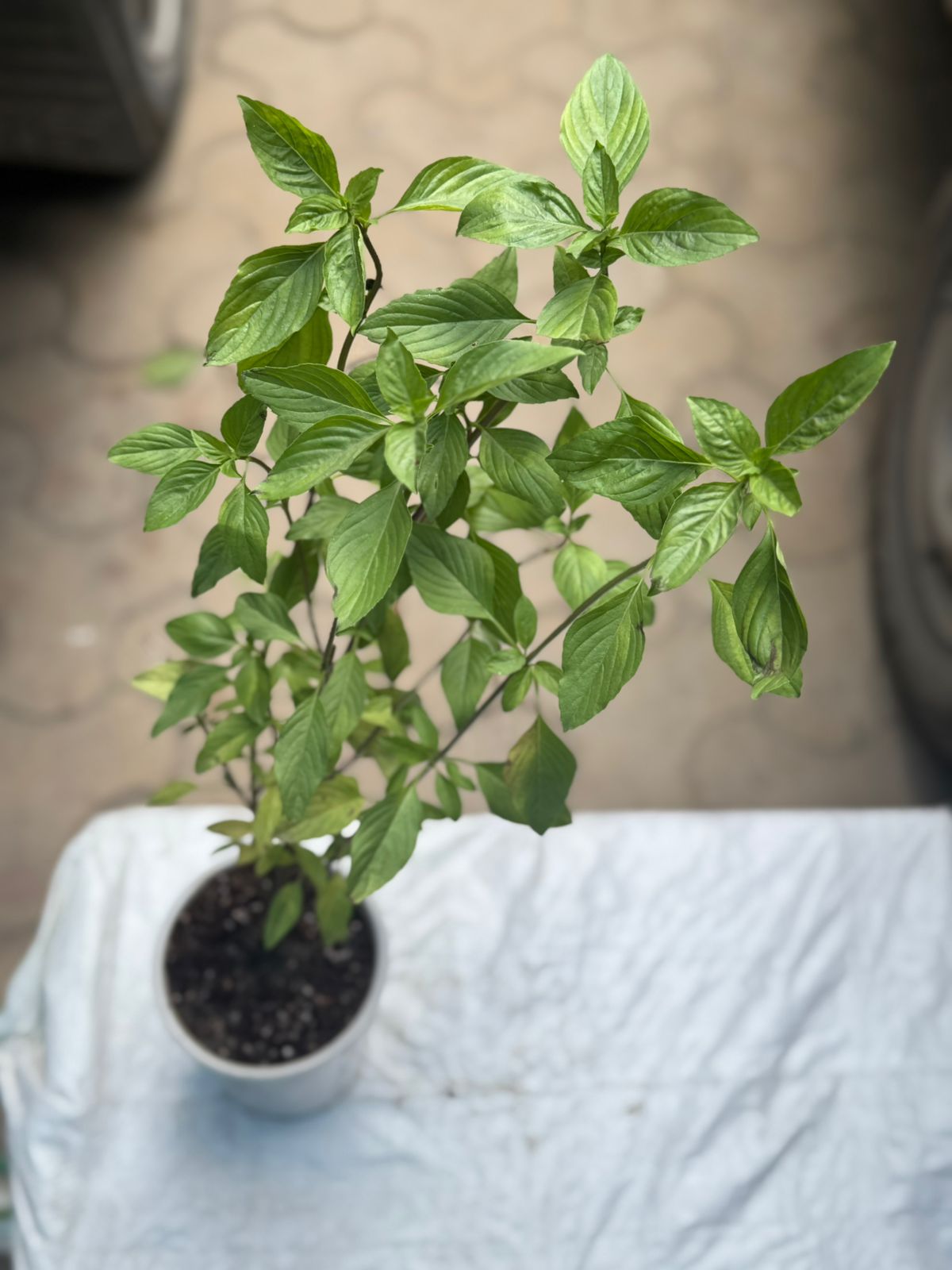 Thai Basil Pot