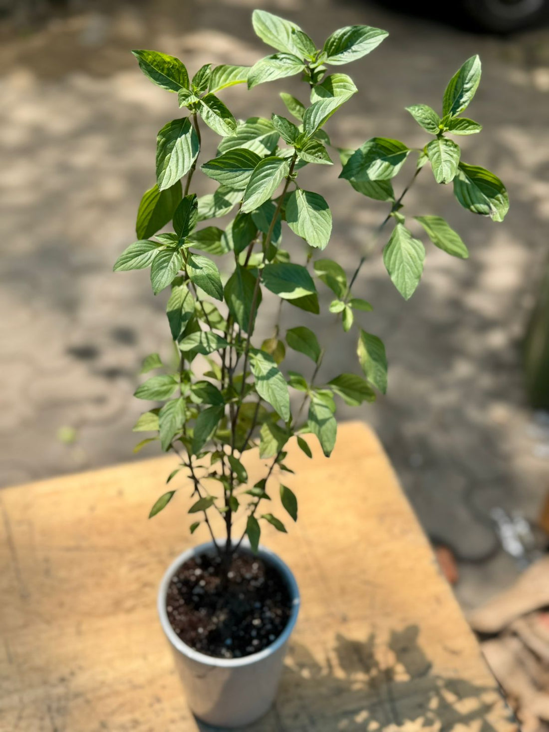 Thai Basil Pot