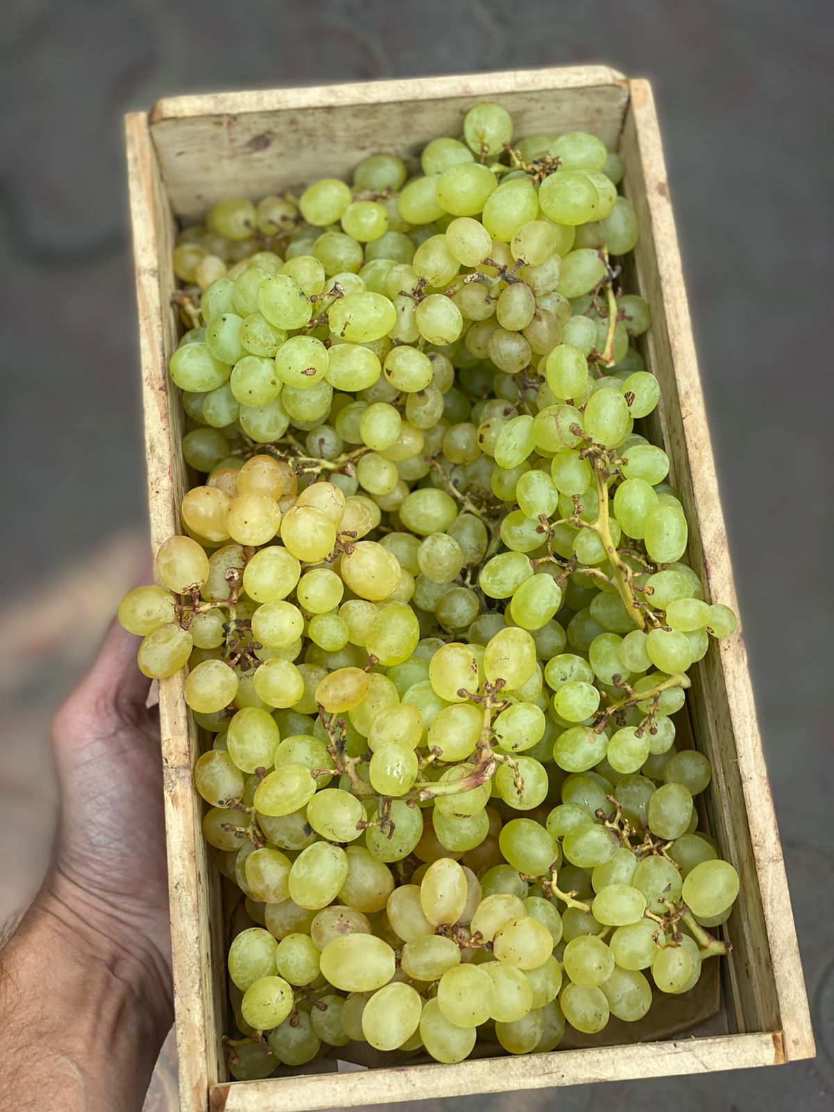 Thompson Green Grapes | (Nashik) – Organically Grown – 500gms