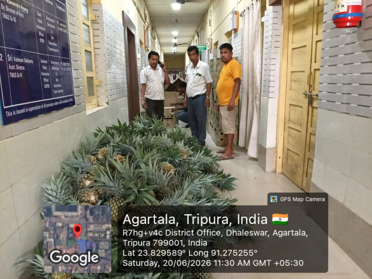 Pineapple | Tripura Kew Pineapples - Organically Grown Sweet Juicy Pineapple -Certified organic- Per Piece