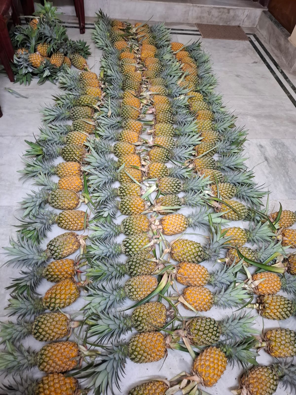 Pineapple | Tripura Kew Pineapples - Organically Grown Sweet Juicy Pineapple -Certified organic- Per Piece