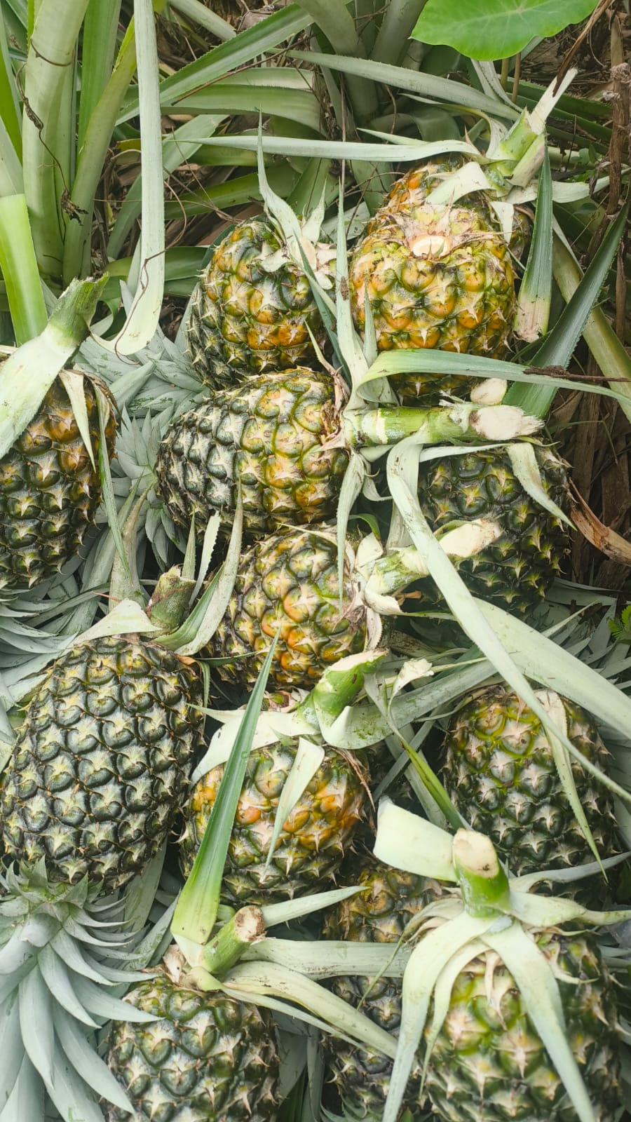 Pineapple | Tripura Kew Pineapples - Organically Grown Sweet Juicy Pineapple -Certified organic- Per Piece
