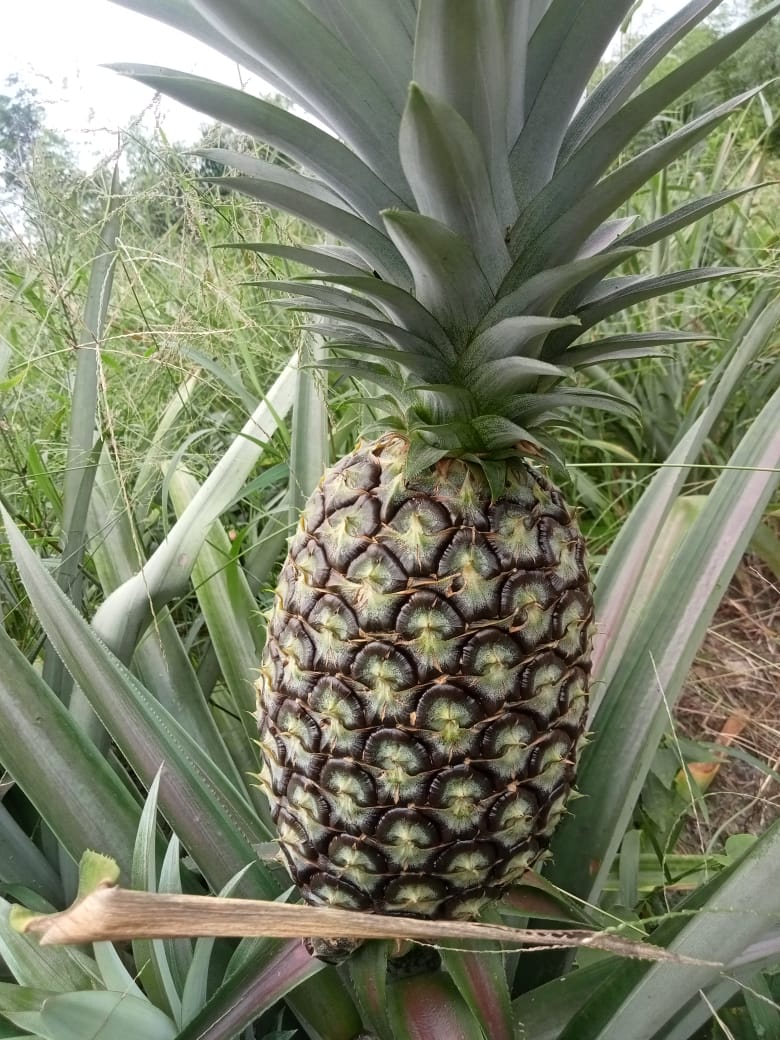 Pineapple | Tripura Kew Pineapples - Organically Grown Sweet Juicy Pineapple -Certified organic- Per Piece