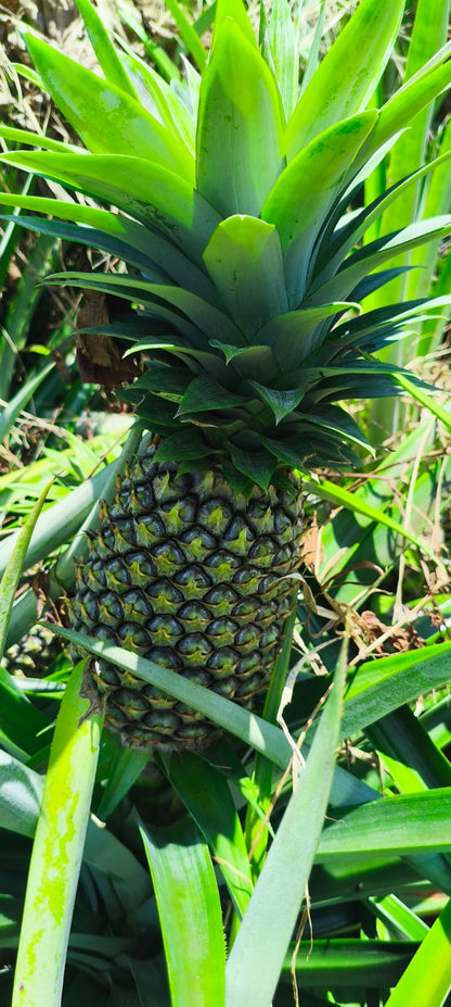 Pineapple | Tripura Kew Pineapples - Organically Grown Sweet Juicy Pineapple -Certified organic- Per Piece