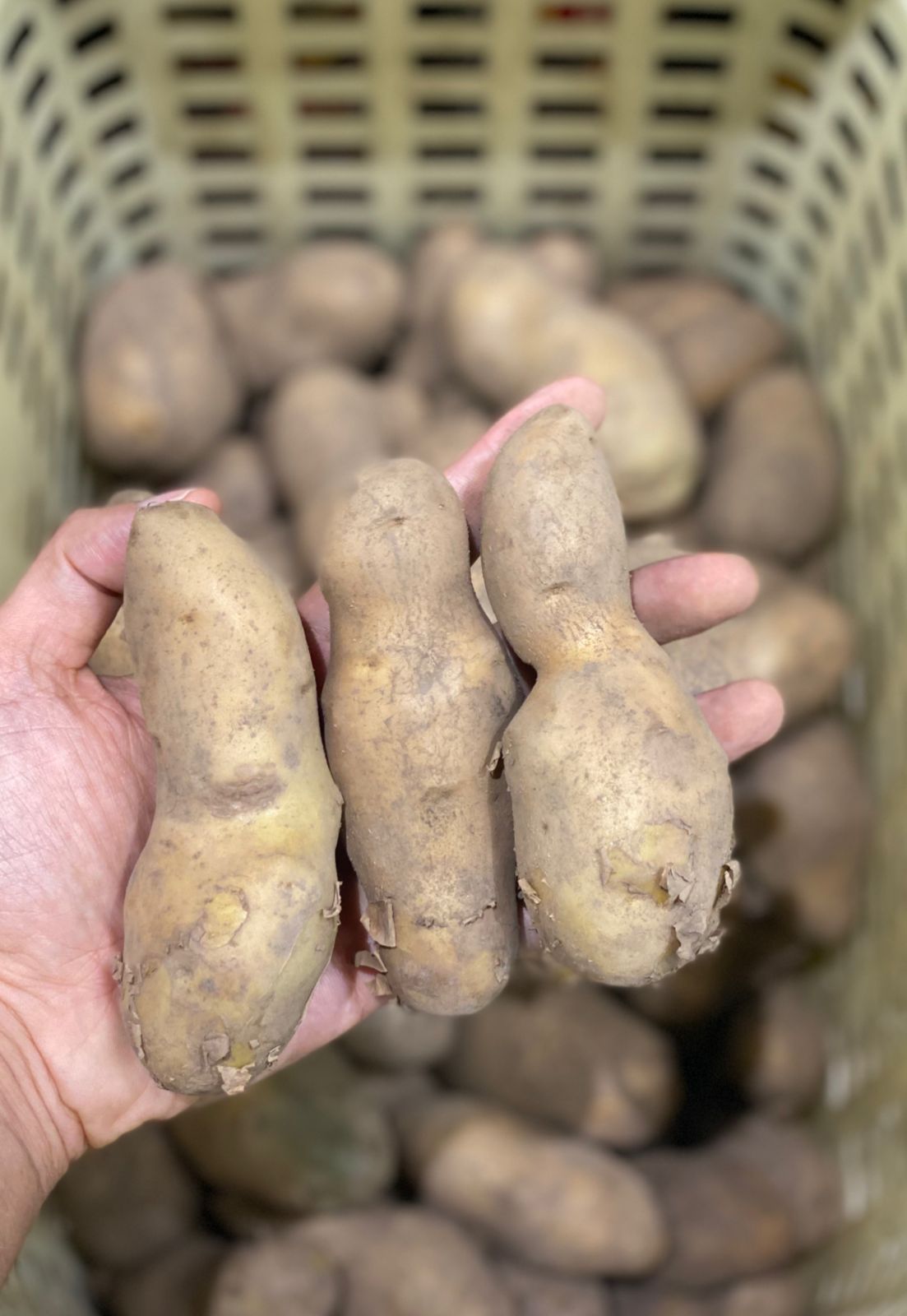 Tumrhi Potatoes | (Uttarakhand) - Organically Grown