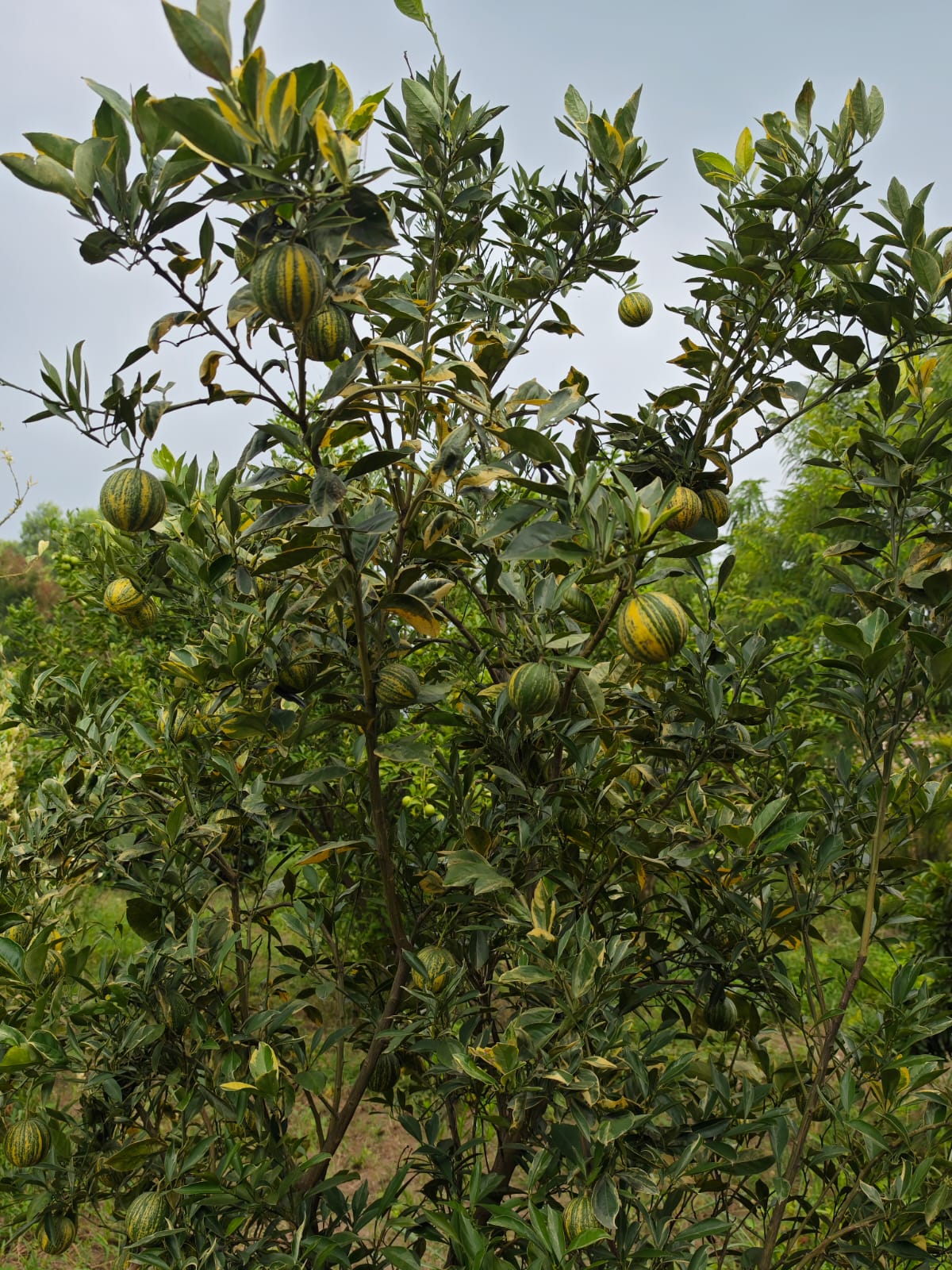 Lemon | Verigated lemon ( Saharanpur, Uttar Pradesh) - Fresh Exotic Citrus Fruit - Organically Grown