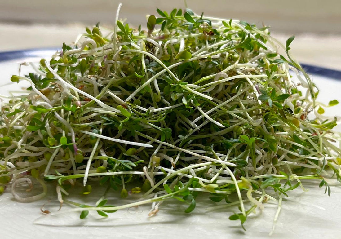 Sprouts | Watercress Sprouts - Organic Seeds- Heirloom &amp; High-Germination Microgreen Seeds- Box of 20-25 gm