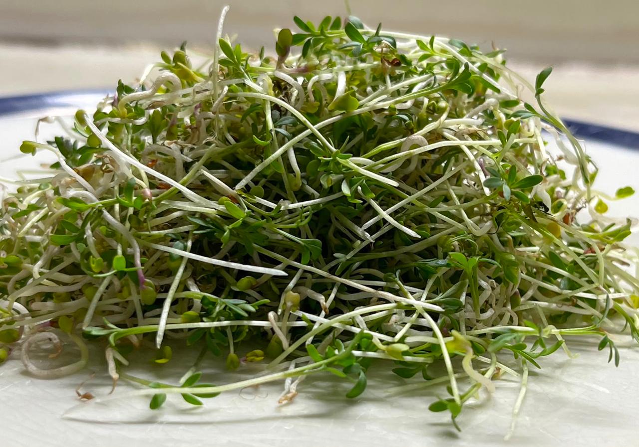Sprouts | Watercress Sprouts - Organic Seeds- Heirloom &amp; High-Germination Microgreen Seeds- Box of 20-25 gm