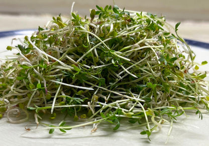 Sprouts | Watercress Sprouts - Organic Seeds- Heirloom &amp; High-Germination Microgreen Seeds- Box of 20-25 gm