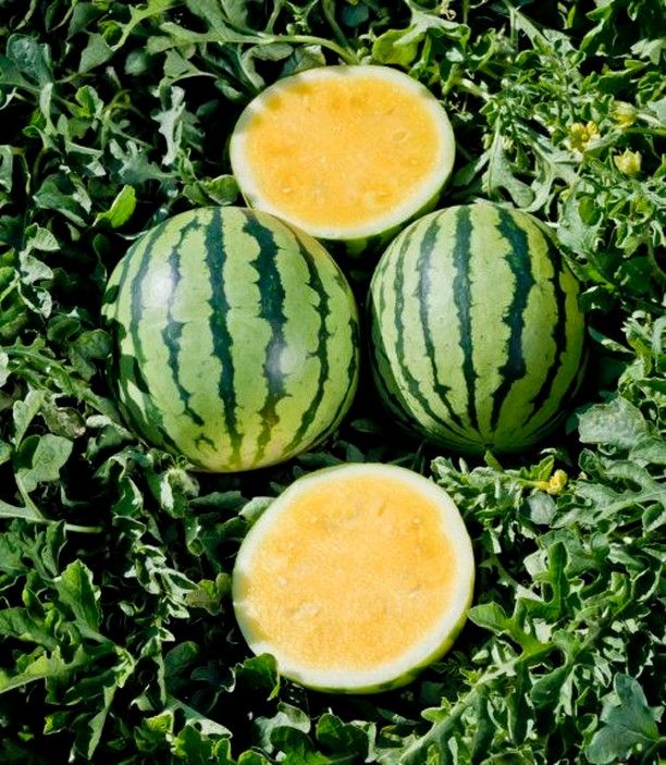 Watermelon | Aarohi Yellow Watermelon (Sonipat) - Organically Grown