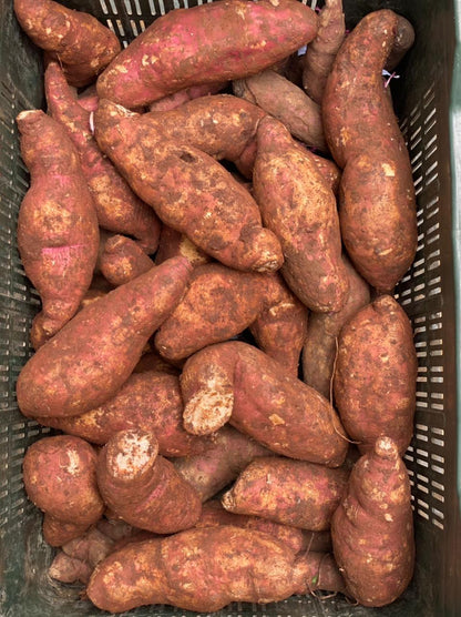 Sweet Potato | (Uttar Pradesh) - Certified Organic