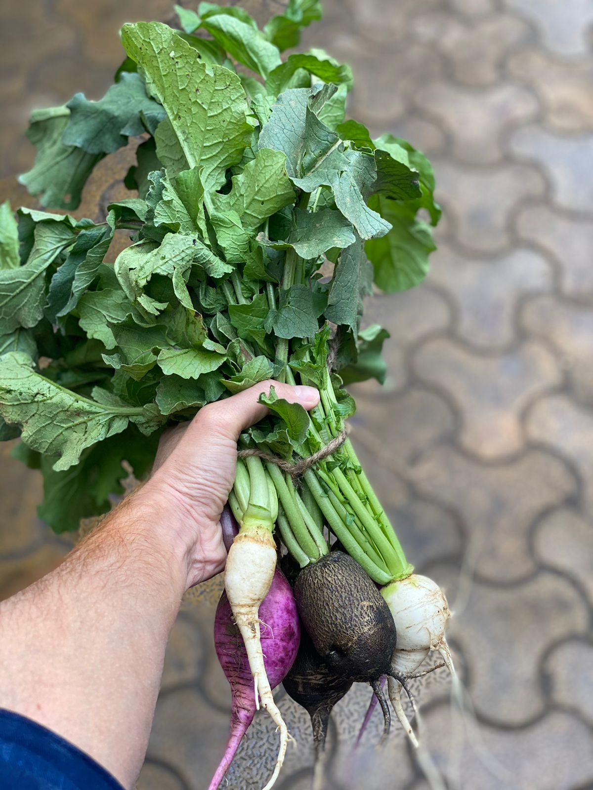 Radish Mix | Per Bunch