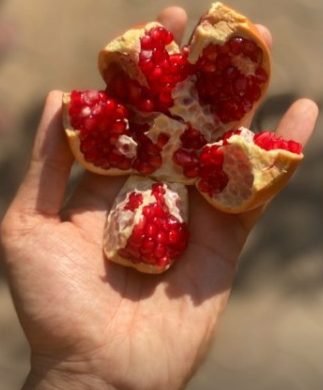 Pomegranate | (Maharashtra) - Lowers High Blood Pressure & Rich In Vitamin C - Certified Organic