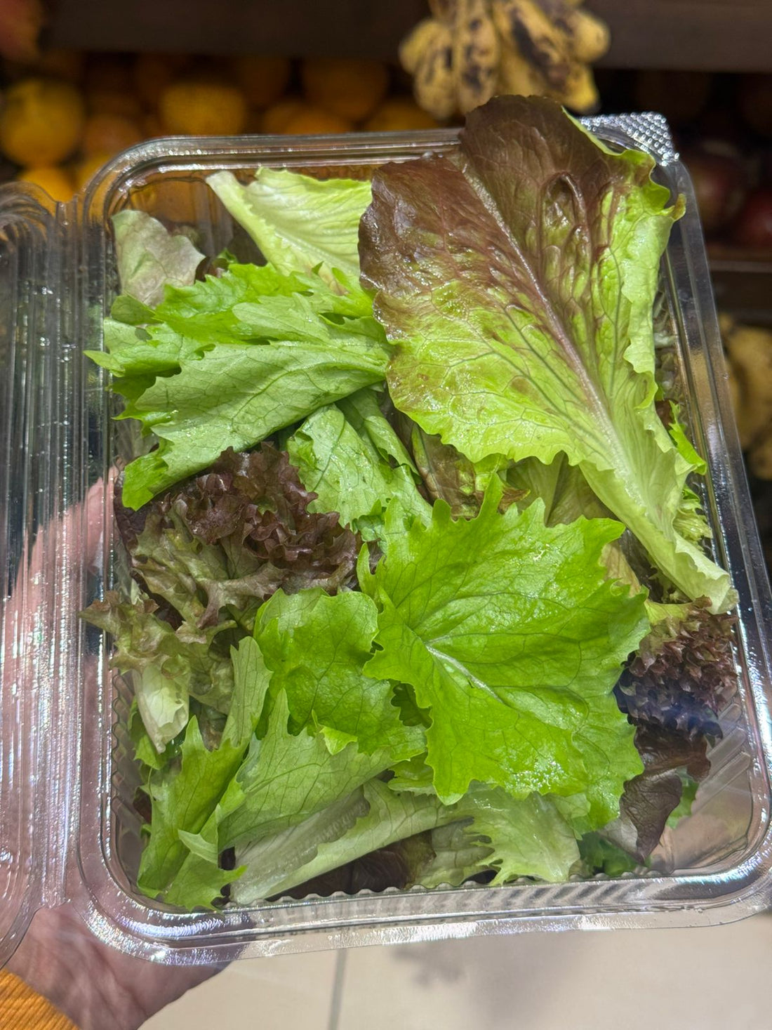 Salad Mix | Blush Batavian Trio - No chemicals - No pesticides- Organic - 1 Box