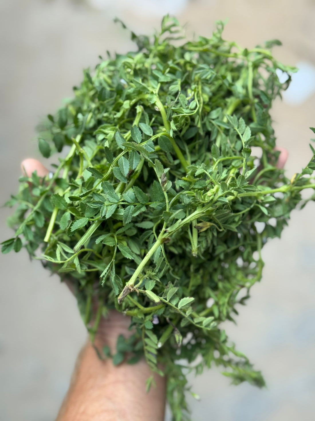 Chana Saag | Organically Grown - Enhances Immunity, Supports Heart Health – Certified Organic