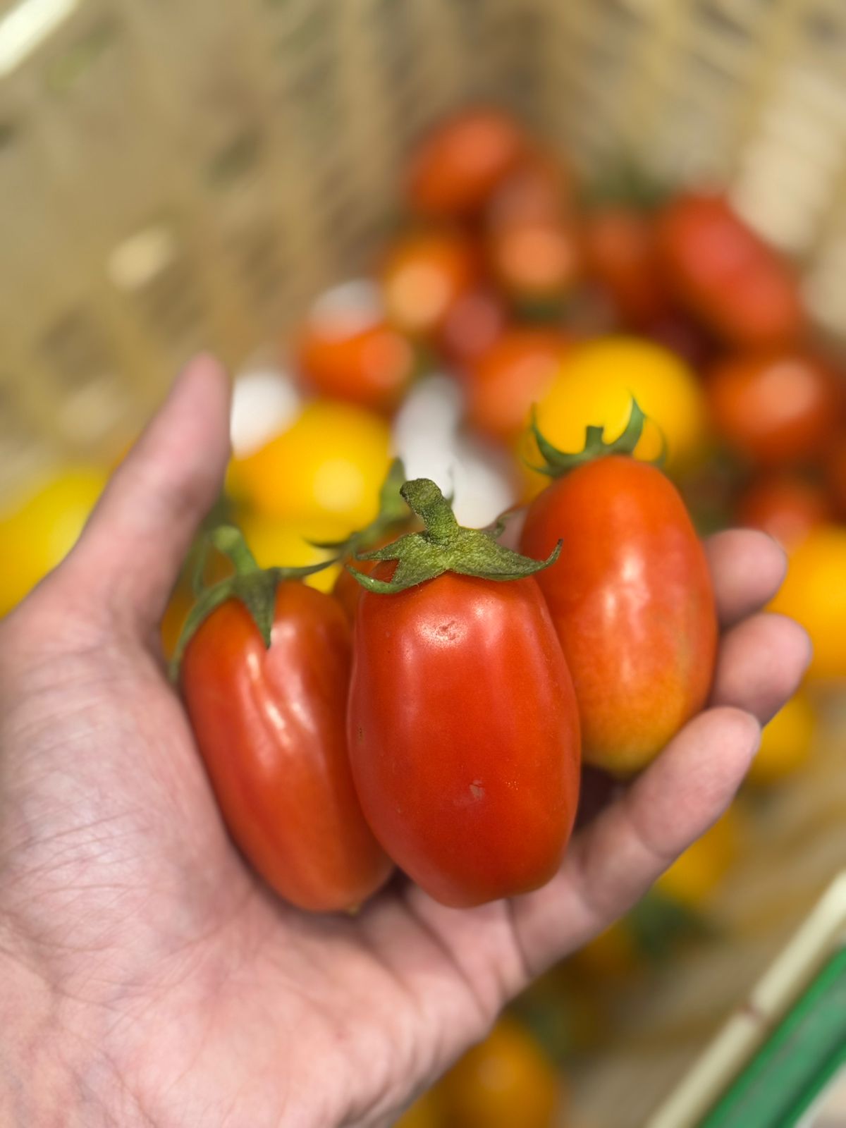 Roma Tomatoes - Organically Grown