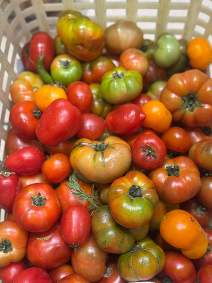 Beefsteak Heirlooms Tomatoes - Organically Grown - Nature&