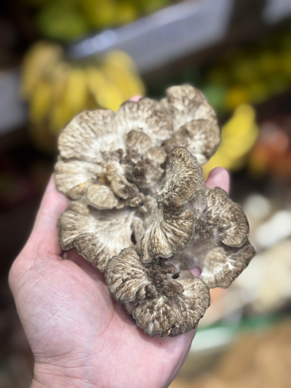 Maitake Mushrooms-Natural Farming, No Chemicals, No Pesticides
