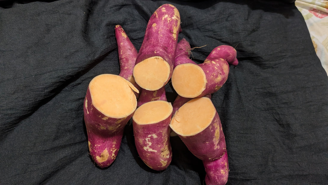 Orange Sweet Potatoes | Rich in Vitamin A – Orissa – Natural Farming