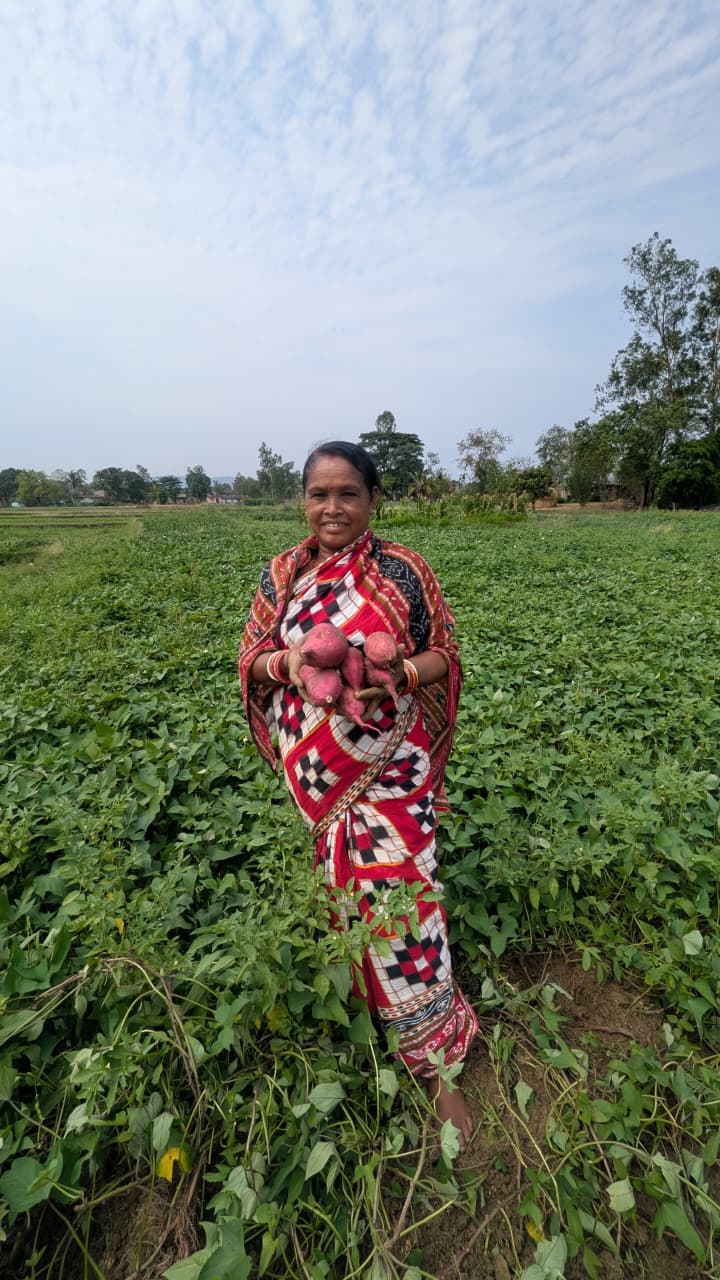 Orange Sweet Potatoes | Rich in Vitamin A – Orissa – Natural Farming