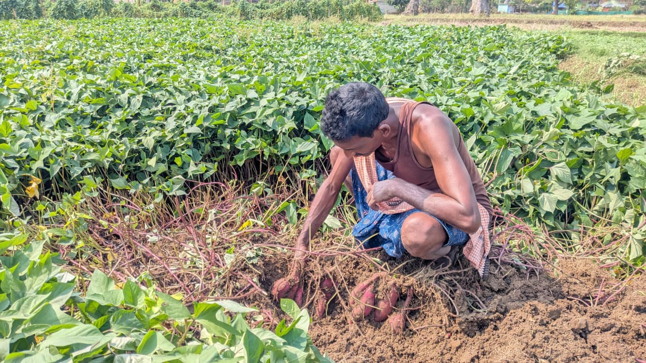 Orange Sweet Potatoes | Rich in Vitamin A – Orissa – Natural Farming