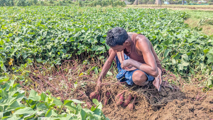 Orange Sweet Potatoes | Rich in Vitamin A – Orissa – Natural Farming