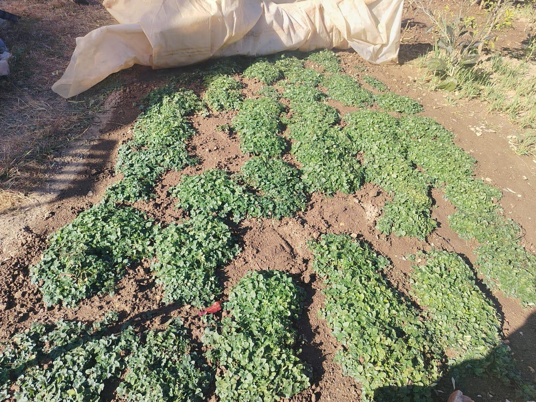 Oregano - 10gm