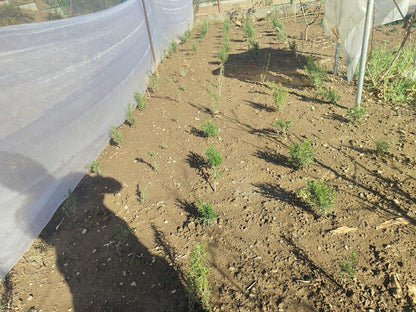 Rosemary - 10gm