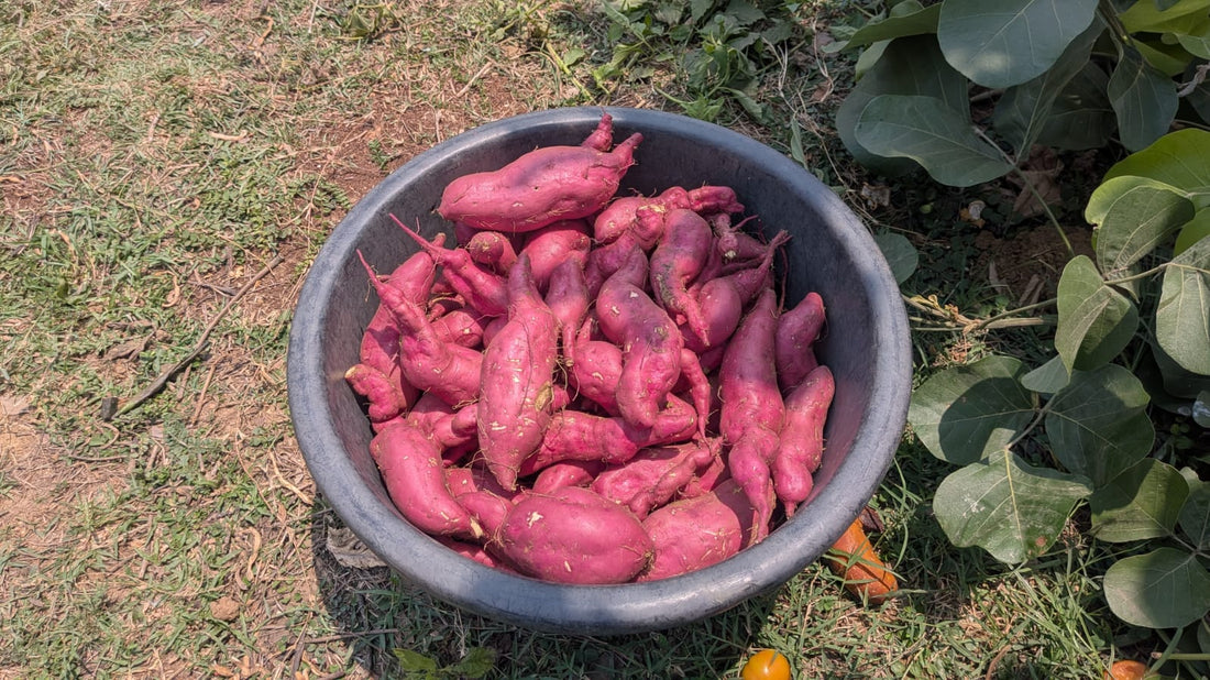 Orange Sweet Potatoes | Rich in Vitamin A – Orissa – Natural Farming