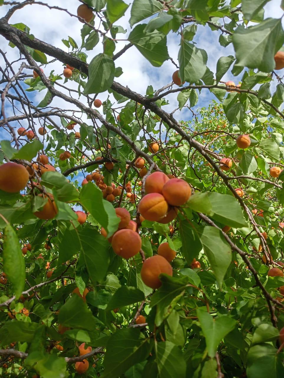 Halman Apricot - Shyam Valley, Ladakh - Pre Order - Organically Grown - 500gm