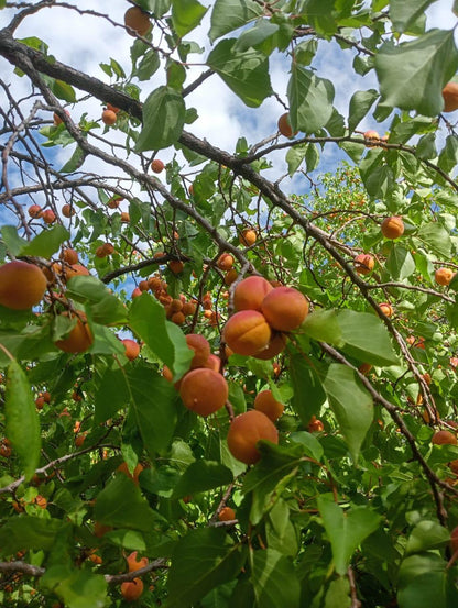 Halman Apricot - Shyam Valley, Ladakh - Pre Order - Organically Grown - 500gm