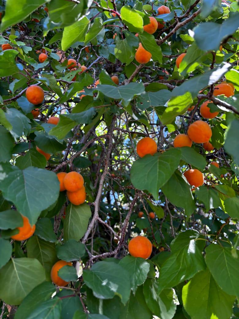 Halman Apricot - Shyam Valley, Ladakh - Pre Order - Organically Grown - 500gm