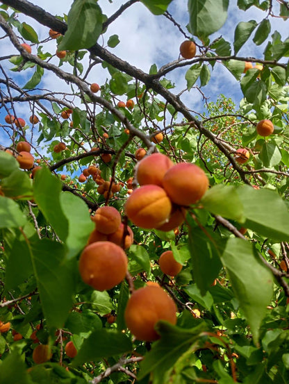 Halman Apricot - Shyam Valley, Ladakh - Pre Order - Organically Grown - 500gm