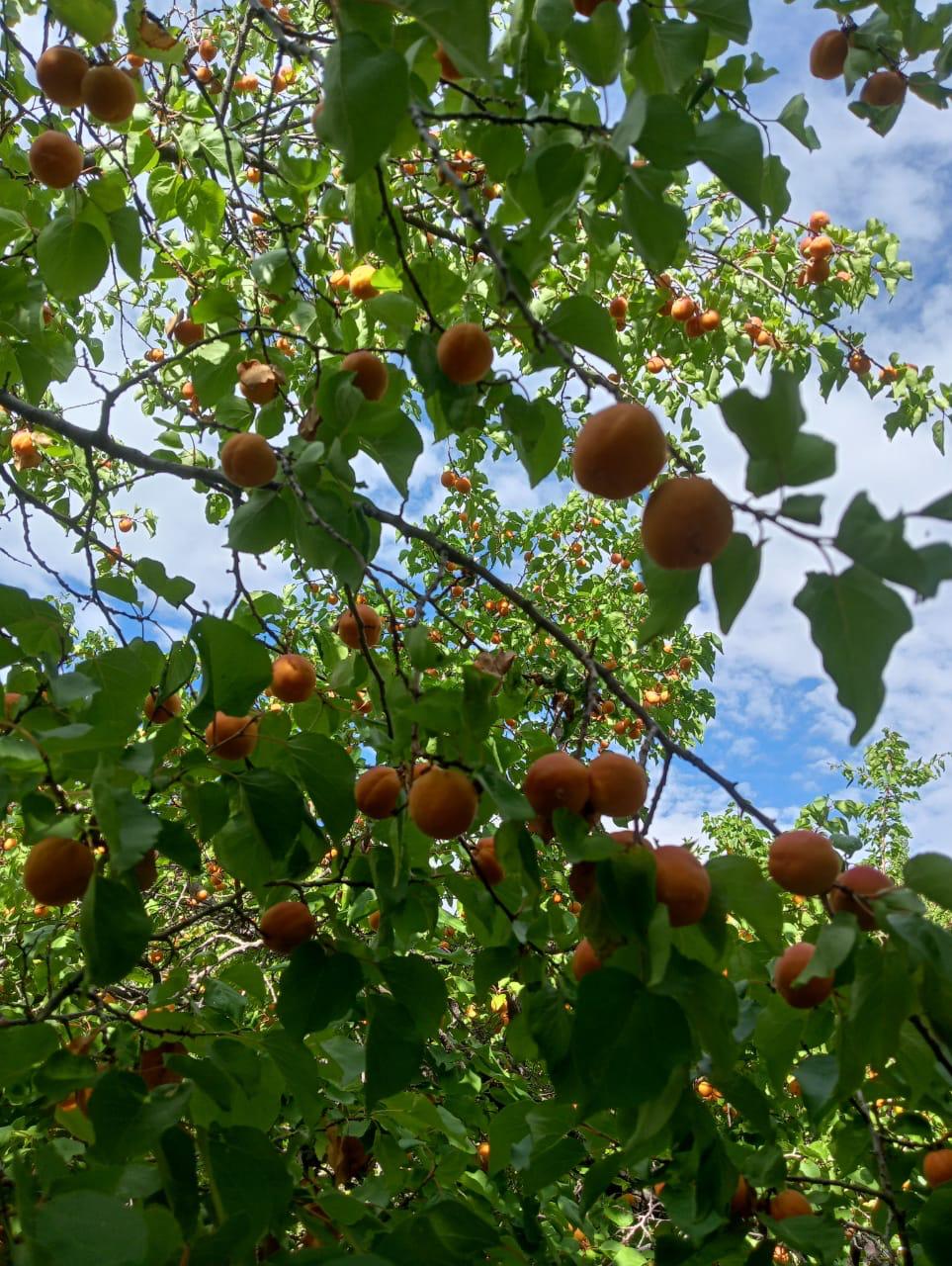Halman Apricot - Shyam Valley, Ladakh - Pre Order - Organically Grown - 500gm