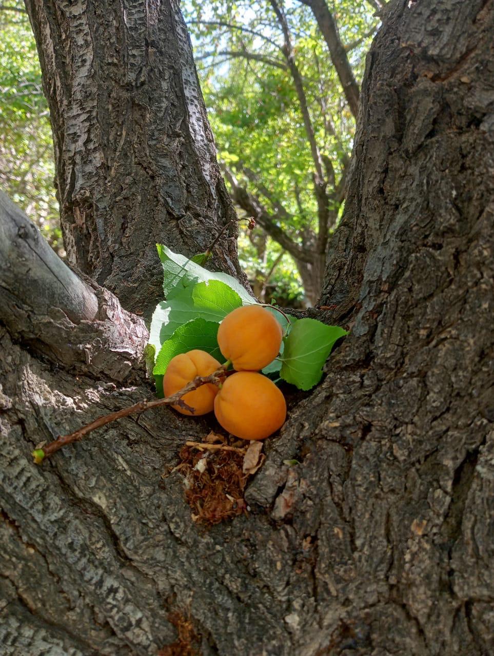 Halman Apricot - Shyam Valley, Ladakh - Pre Order - Organically Grown - 500gm