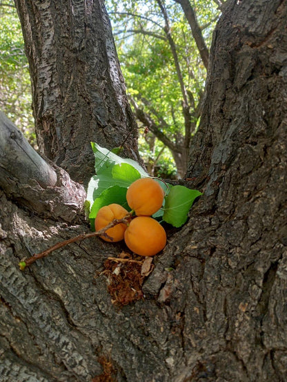 Halman Apricot - Shyam Valley, Ladakh - Pre Order - Organically Grown - 500gm