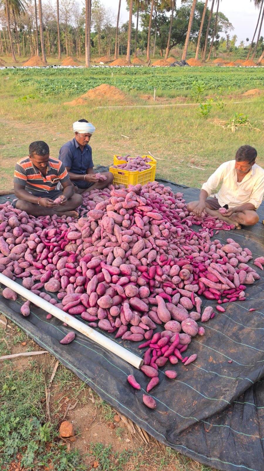 Purple Sweet Potato (Odisha) - Organically Grown - High in Anthocyanins