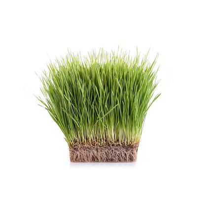 Wheatgrass - Pot